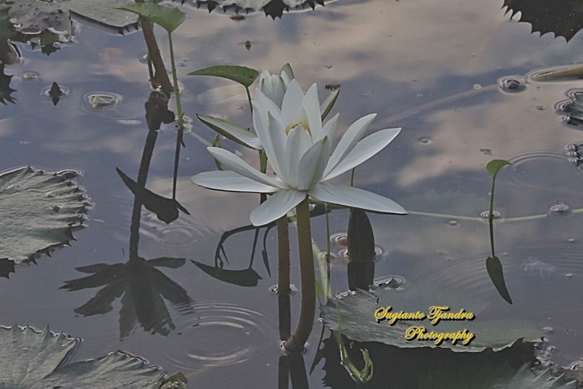 White water lily flowers, Nymphaea nouchali, Nymphaeaceae  Day Waterlily,Geotagged,Indonesia,Nymphaea nouchali,Spring