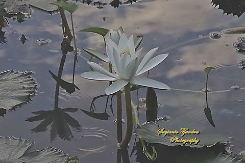 White water lily flowers, Nymphaea nouchali, Nymphaeaceae  Day Waterlily,Geotagged,Indonesia,Nymphaea nouchali,Spring