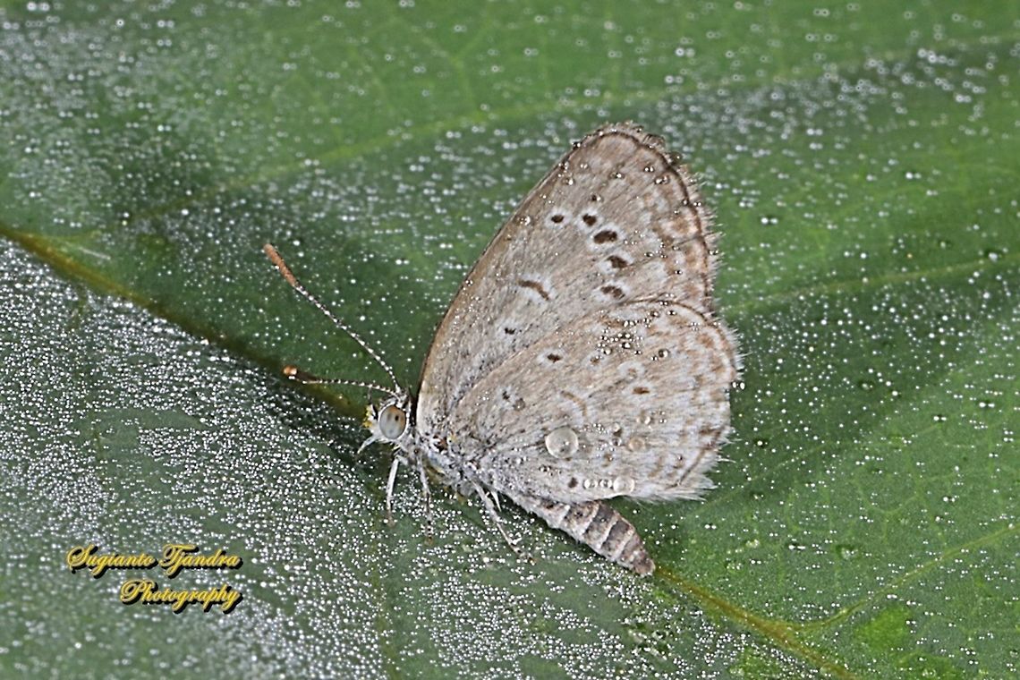 Lesser Grass Blue, Zizina otis annetta - dry season form  Geotagged,Indonesia,Lesser grass blue,Spring,Zizina otis