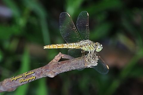 Ditch Jewel Dragonfly, Brachythemis contaminata - female  Brachythemis contaminata,Ditch Jewel,Geotagged,Indonesia,Spring