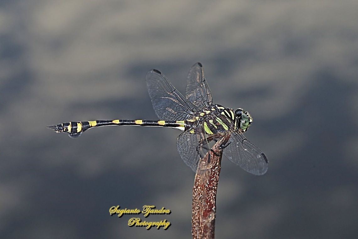 Common Flangetail Dragonfly, Ictinogomphus decoratus melaenops  Geotagged,Ictinogomphus decoratus,Indonesia,Spring