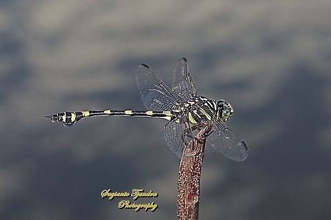 Common Flangetail Dragonfly, Ictinogomphus decoratus melaenops  Geotagged,Ictinogomphus decoratus,Indonesia,Spring