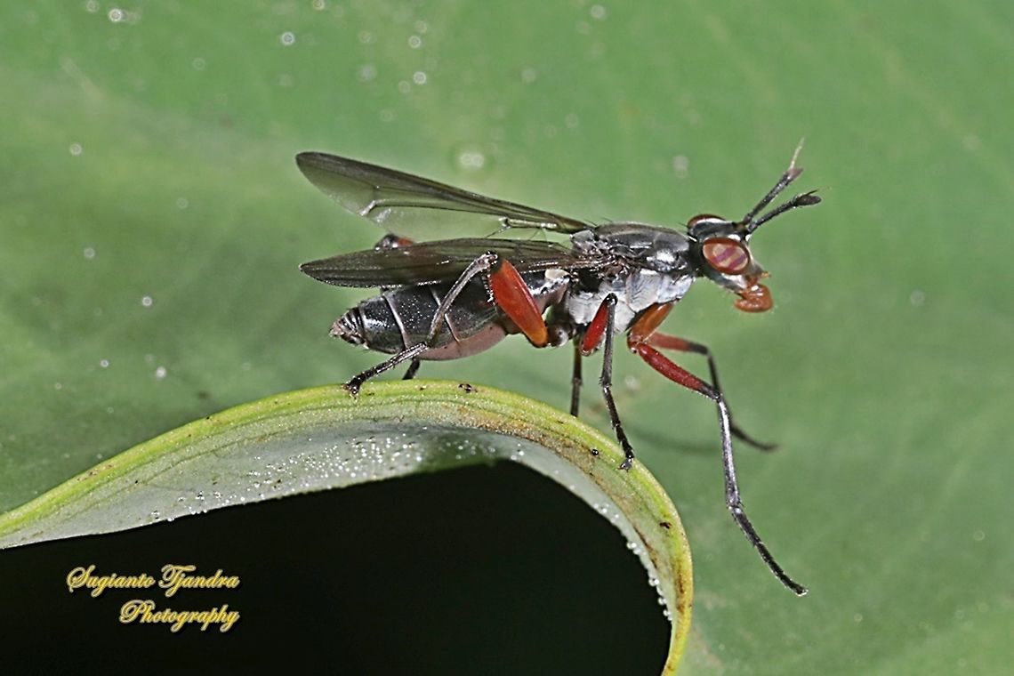 Marsh fly, Sepedon Sp  Geotagged,Indonesia,Spring