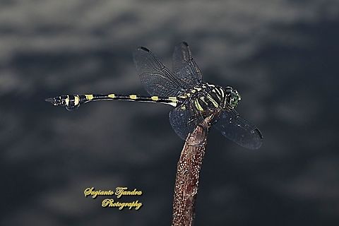 Common Flangetail Dragonfly, Ictinogomphus decoratus melaenops  Geotagged,Ictinogomphus decoratus,Indonesia,Spring