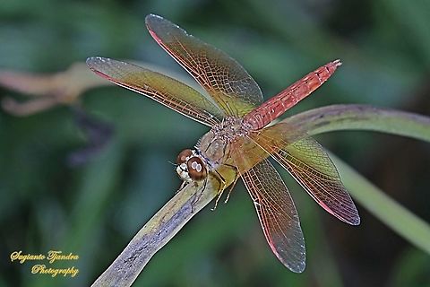 Ditch Jewel Dragonfly, Brachythemis contaminata - male  Brachythemis contaminata,Ditch Jewel,Geotagged,Indonesia,Spring