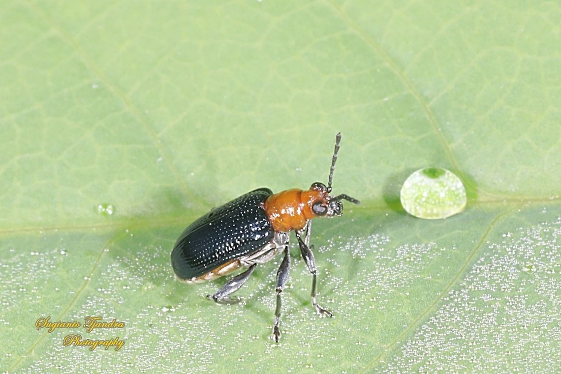 Bicolor Leaf beetle, Chrysomelidae Sp  Geotagged,Indonesia,Spring