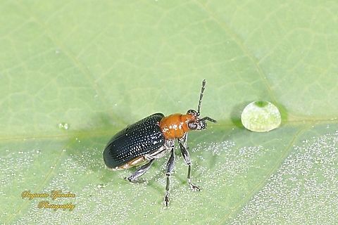 Bicolor Leaf beetle, Chrysomelidae Sp  Geotagged,Indonesia,Spring