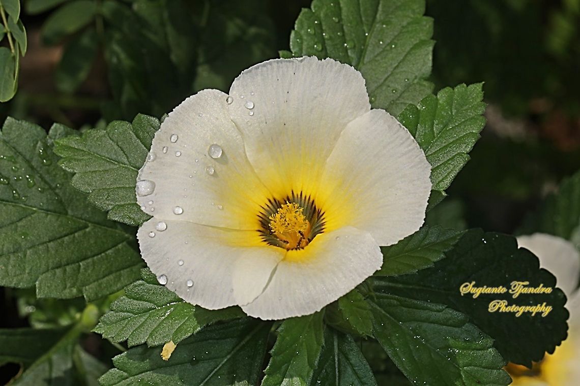 White buttercup flower, Turnera subulata  Cuban Buttercup,Geotagged,Indonesia,Turnera subulata,Winter