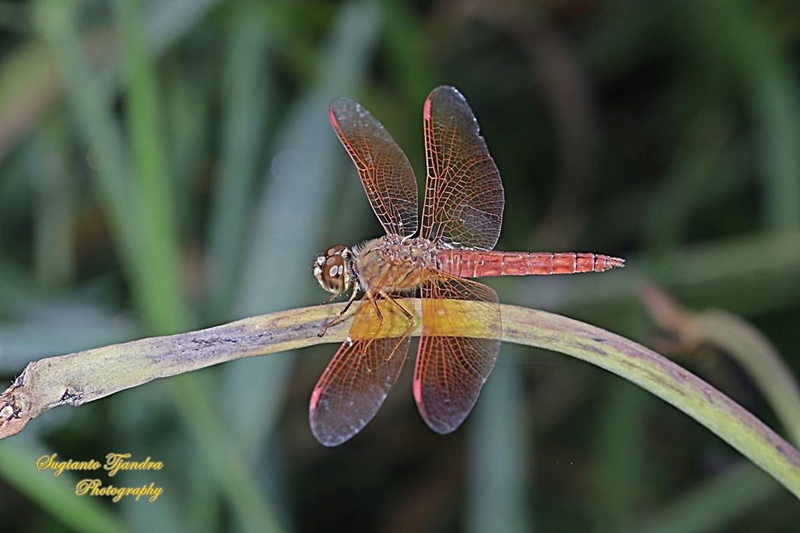 Ditch Jewel Dragonfly, Brachythemis contaminata - male  Brachythemis contaminata,Ditch Jewel,Geotagged,Indonesia,Spring