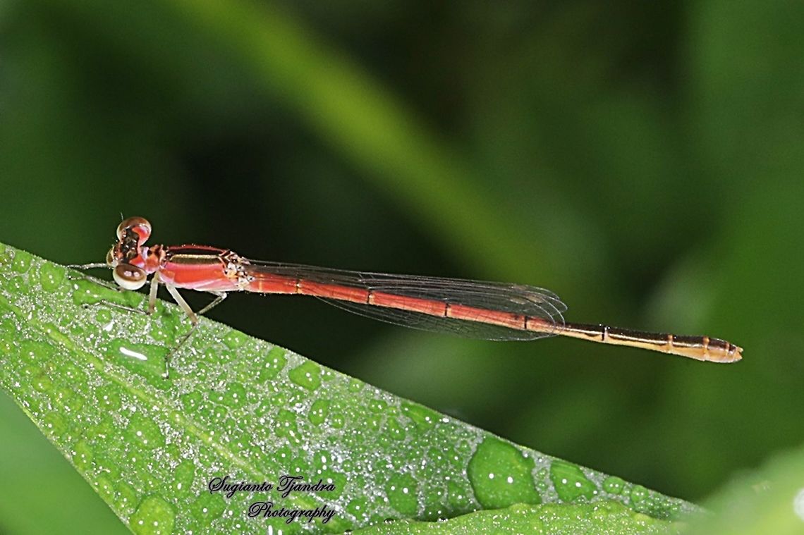 Damselfly, Agriocnemis femina, female  Agriocnemis femina,Geotagged,Indonesia,Spring,Variable wisp