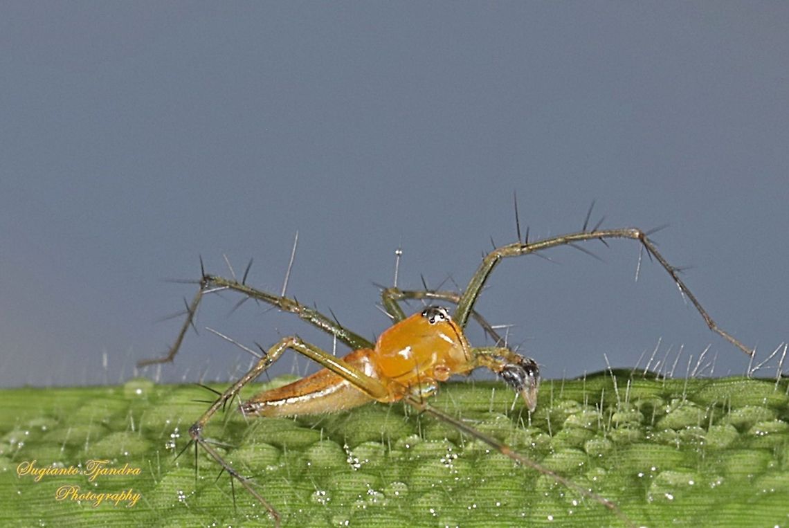 Lynx Spider, Oxyopes sp., family Oxyopidae - male  Geotagged,Indonesia,Spring