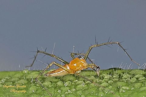 Lynx Spider, Oxyopes sp., family Oxyopidae - male  Geotagged,Indonesia,Spring