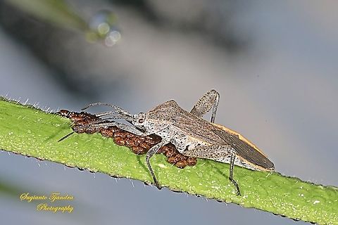 Giant leaf footed bug, Physomerus Sp., family Coreidae "laying eggs"  Geotagged,Indonesia,Spring