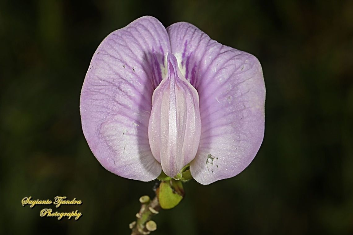 Butterfly pea flower, Centrosema pubescens  Centro,Centrosema pubescens,Geotagged,Indonesia,Spring