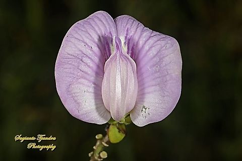 Butterfly pea flower, Centrosema pubescens  Centro,Centrosema pubescens,Geotagged,Indonesia,Spring