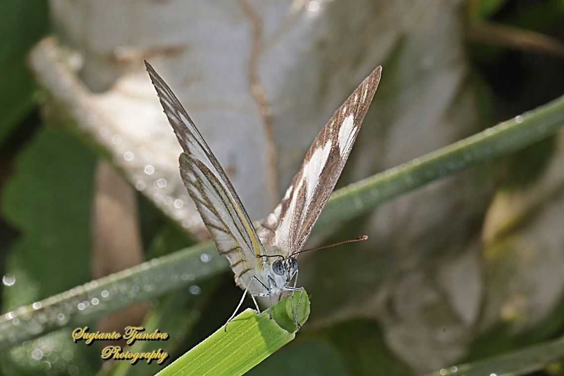 Striped Albatross Butterfly, Appias olferna olferna - female  Appias olferna,Eastern striped albatross,Geotagged,Indonesia,Spring