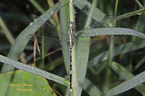 Green Marsh Hawk, Orthetrum sabina  Geotagged,Indonesia,Orthetrum sabina,Slender skimmer,Spring