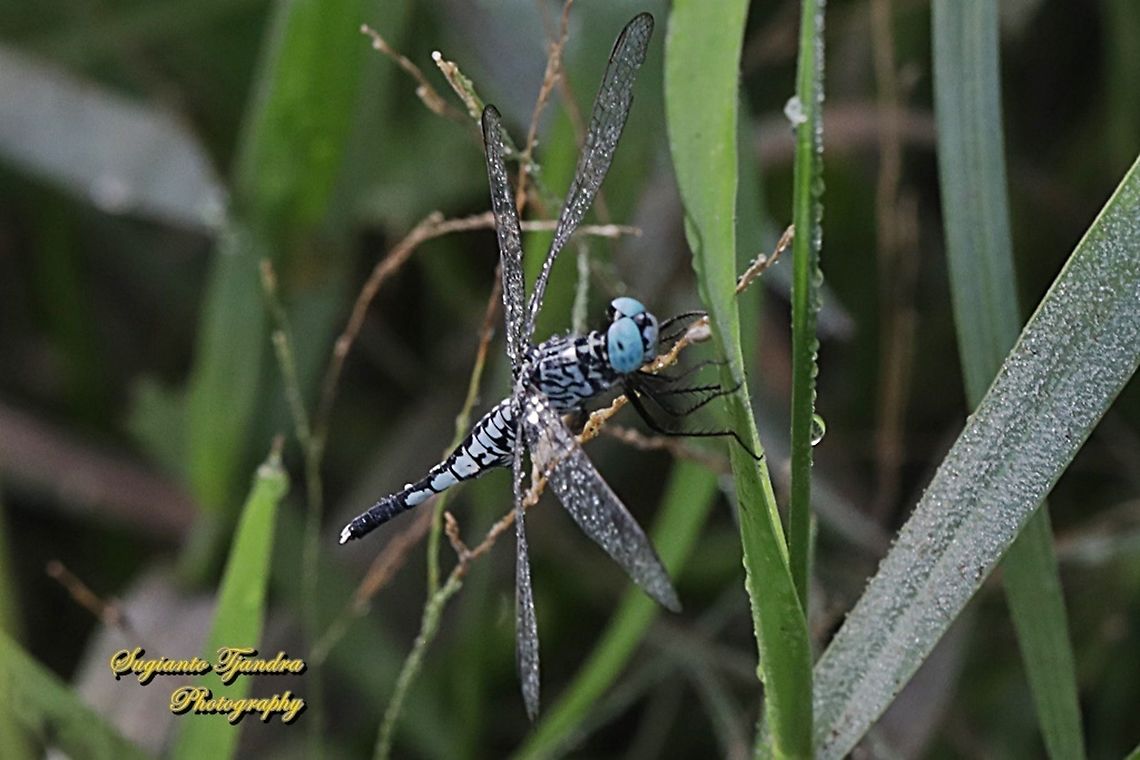 Trumpet tail dragonfly, Acisoma panorpoides - Male  Acisoma panorpoides,Geotagged,Grizzled pintail,Indonesia,Spring