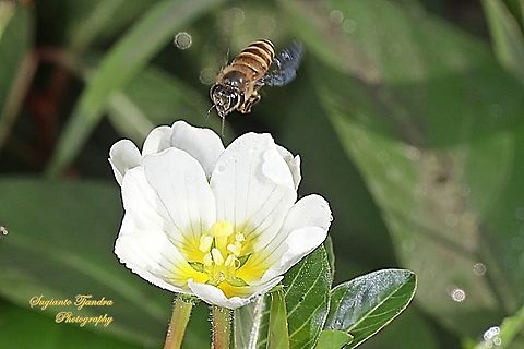 Asian Honey Bee, Apis cerana "Looking for nectar"  Apis cerana,Eastern honey bee,Geotagged,Indonesia,Spring