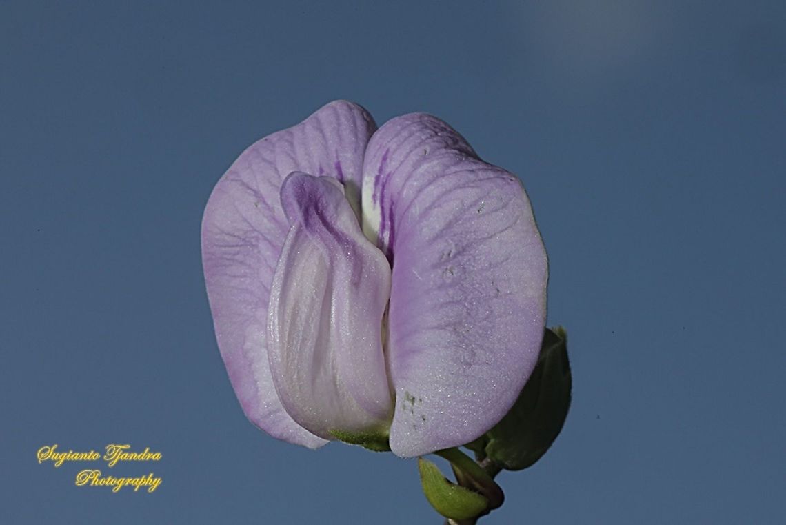 Butterfly pea flower, Centrosema pubescens  Centro,Centrosema pubescens,Geotagged,Indonesia,Spring