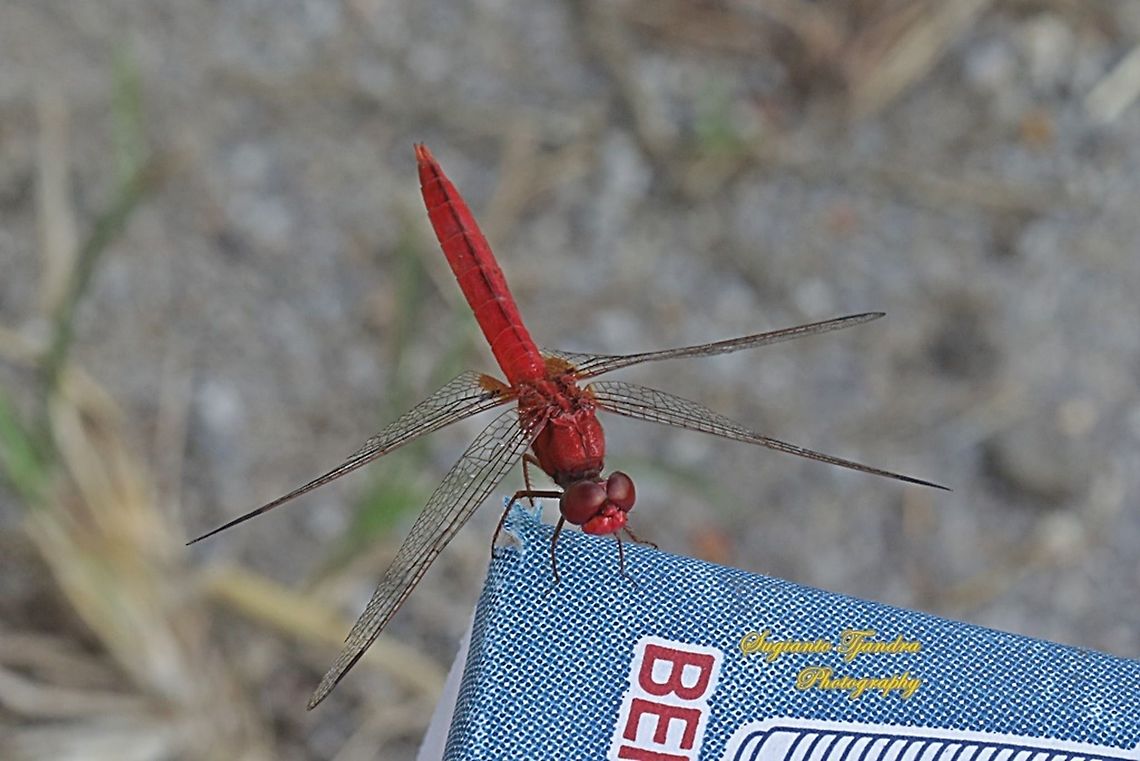 The Scarlet Skimmer Dragonfly, Crocothemis servilia servilia - Male  Crocothemis servilia,Geotagged,Indonesia,Scarlet Skimmer,Spring