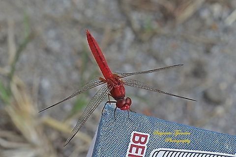 The Scarlet Skimmer Dragonfly, Crocothemis servilia servilia - Male  Crocothemis servilia,Geotagged,Indonesia,Scarlet Skimmer,Spring