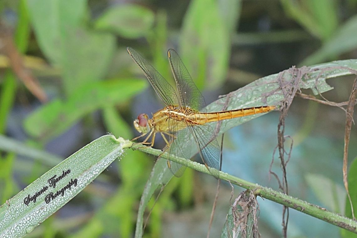 The Scarlet Skimmer Dragonfly, Crocothemis servilia servilia - young male  Crocothemis servilia,Geotagged,Indonesia,Scarlet Skimmer,Spring