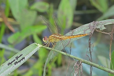 The Scarlet Skimmer Dragonfly, Crocothemis servilia servilia - young male  Crocothemis servilia,Geotagged,Indonesia,Scarlet Skimmer,Spring