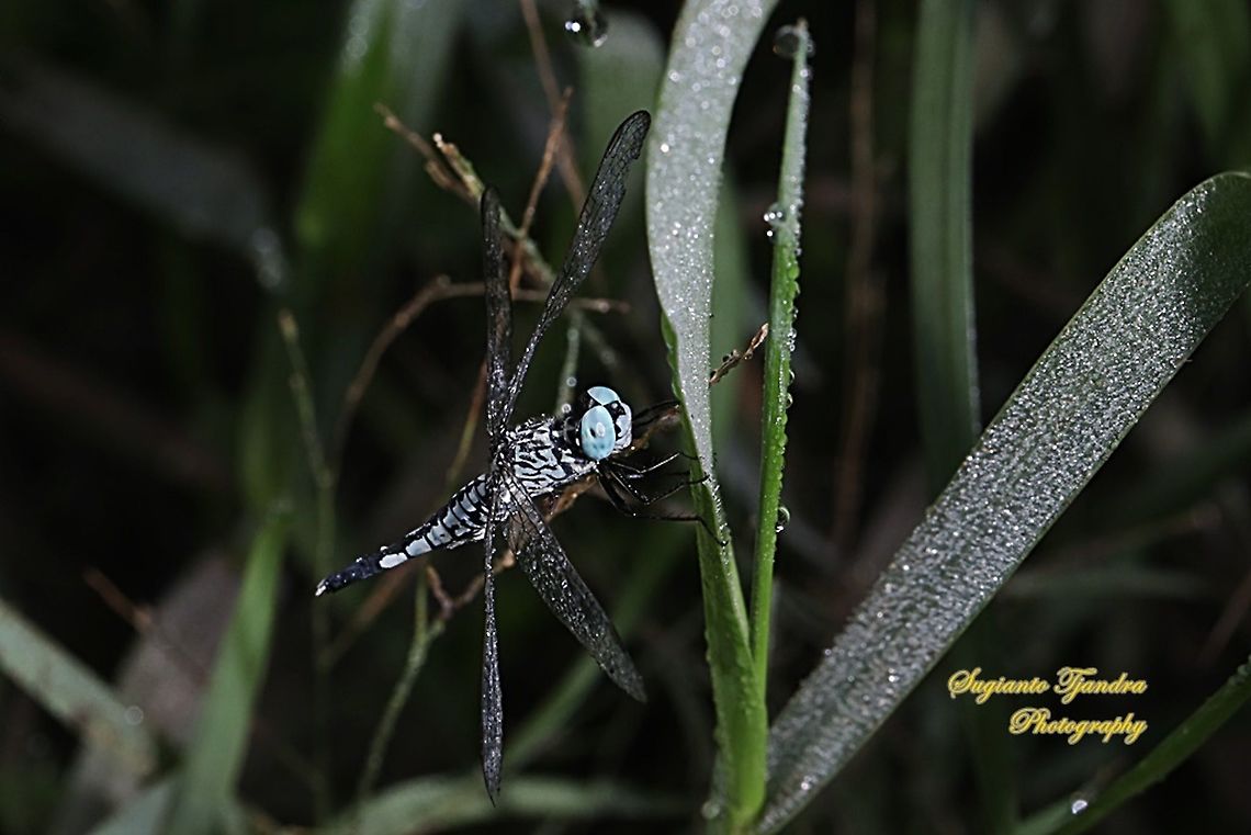 Trumpet tail dragonfly, Acisoma panorpoides - Male  Acisoma panorpoides,Geotagged,Grizzled pintail,Indonesia,Spring