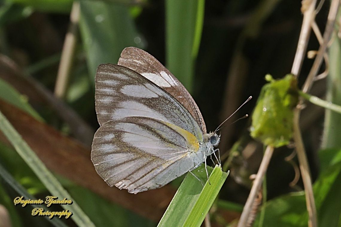 Striped Albatross Butterfly, Appias olferna olferna - female  Appias olferna,Eastern striped albatross,Geotagged,Indonesia,Spring