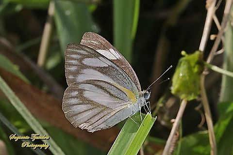 Striped Albatross Butterfly, Appias olferna olferna - female  Appias olferna,Eastern striped albatross,Geotagged,Indonesia,Spring