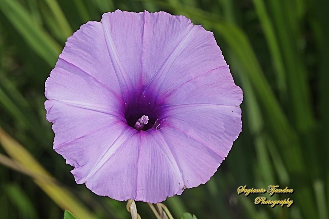 Morning Glory Creeper, Ipomoea cairica  Geotagged,Indonesia,Ipomoea cairica,Mile-a-minute Vine,Spring