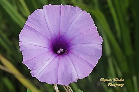 Morning Glory Creeper, Ipomoea cairica  Geotagged,Indonesia,Ipomoea cairica,Mile-a-minute Vine,Spring