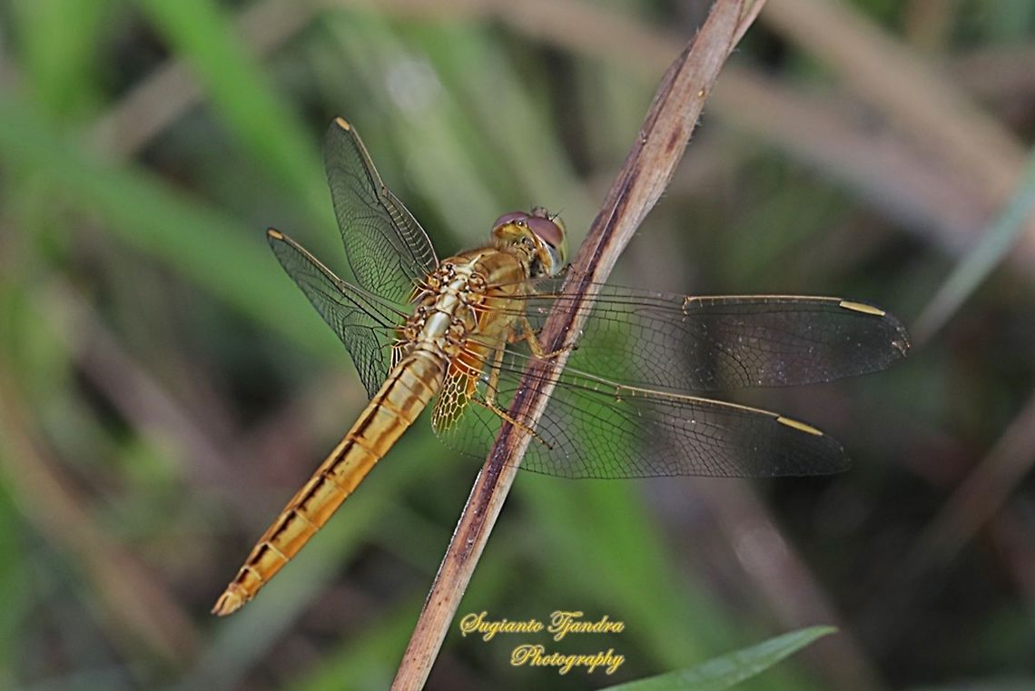 The Scarlet Skimmer Dragonfly, Crocothemis servilia servilia - Young male  Crocothemis servilia,Geotagged,Indonesia,Scarlet Skimmer,Spring