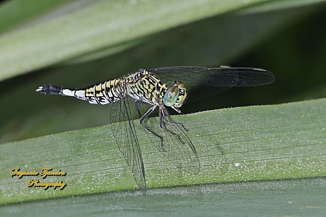 Trumpet tail dragonfly, Acisoma panorpoides - Female  Acisoma panorpoides,Geotagged,Grizzled pintail,Indonesia,Spring