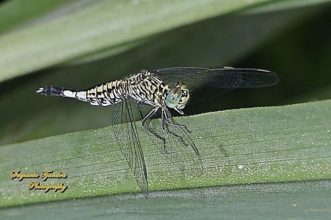 Trumpet tail dragonfly, Acisoma panorpoides - Female  Acisoma panorpoides,Geotagged,Grizzled pintail,Indonesia,Spring