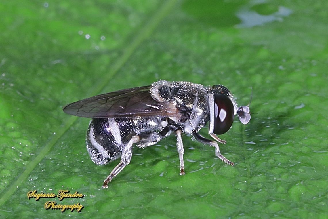 Black Hoverfly, Genus Eumerus, tribe Eumerini, family Syrphidae  Geotagged,Indonesia,Spring