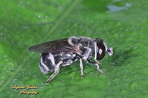 Black Hoverfly, Genus Eumerus, tribe Eumerini, family Syrphidae  Geotagged,Indonesia,Spring
