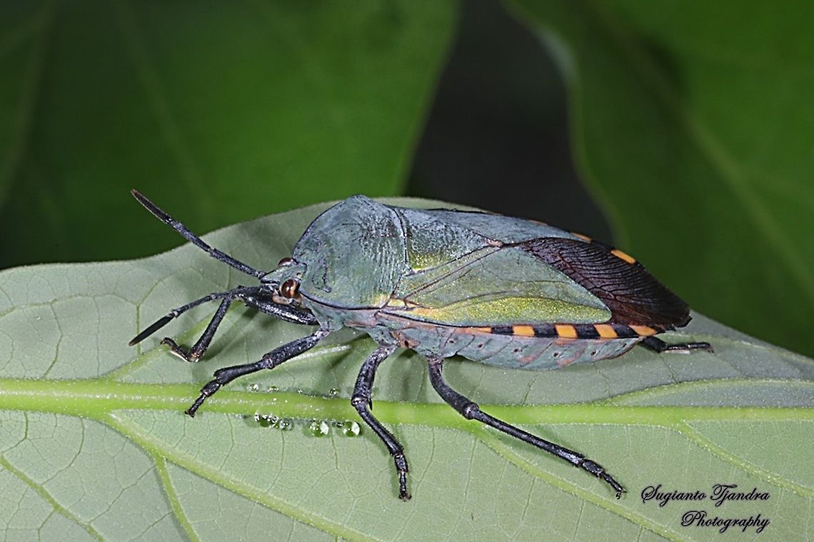 Golden Green Giant Shield Bug, Pycanum alternatum (family of Tessaratomidae )  Geotagged,Indonesia,Pycanum rubens,Spring