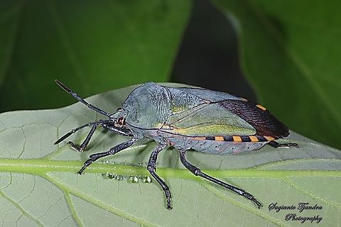 Golden Green Giant Shield Bug, Pycanum alternatum (family of Tessaratomidae )  Geotagged,Indonesia,Pycanum rubens,Spring
