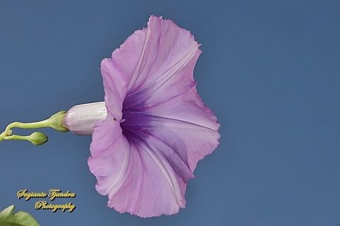 Morning Glory Creeper, Ipomoea cairica  Geotagged,Indonesia,Ipomoea cairica,Mile-a-minute Vine,Spring