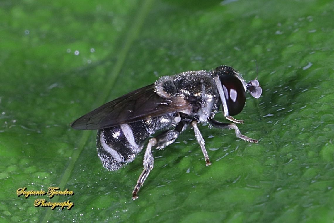 Black Hoverfly, Genus Eumerus, tribe Eumerini, family Syrphidae  Geotagged,Indonesia,Spring