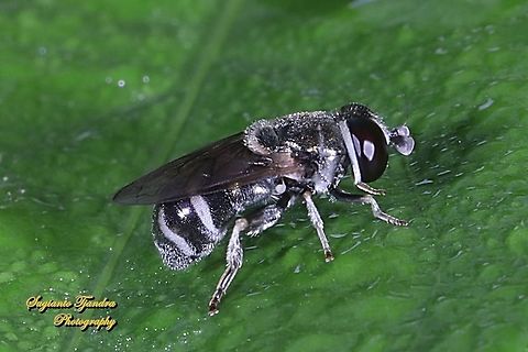 Black Hoverfly, Genus Eumerus, tribe Eumerini, family Syrphidae  Geotagged,Indonesia,Spring