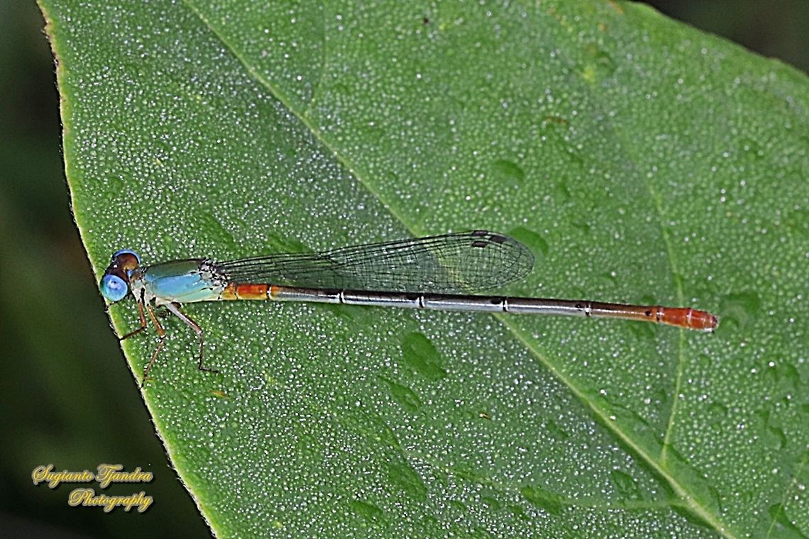 The Ornate Coraltail, Ceriagrion cerinorubellum  Bi-coloured damsel,Ceriagrion cerinorubellum,Geotagged,Indonesia,Spring