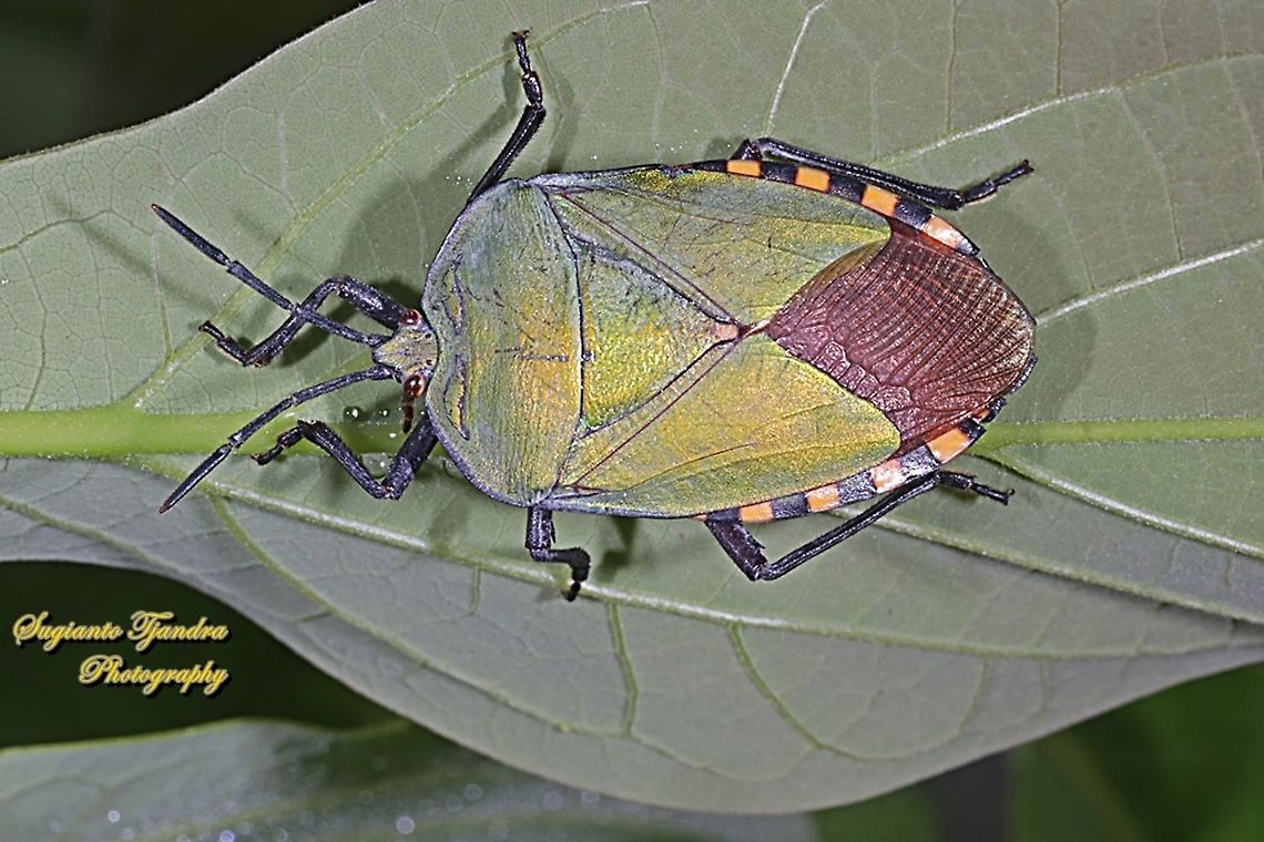 Golden Green Giant Shield Bug, Pycanum alternatum (family of Tessaratomidae )  Geotagged,Indonesia,Pycanum rubens,Spring