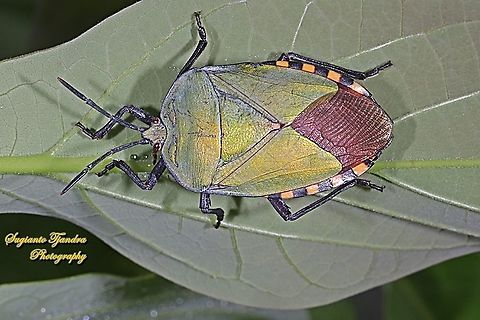 Golden Green Giant Shield Bug, Pycanum alternatum (family of Tessaratomidae )  Geotagged,Indonesia,Pycanum rubens,Spring