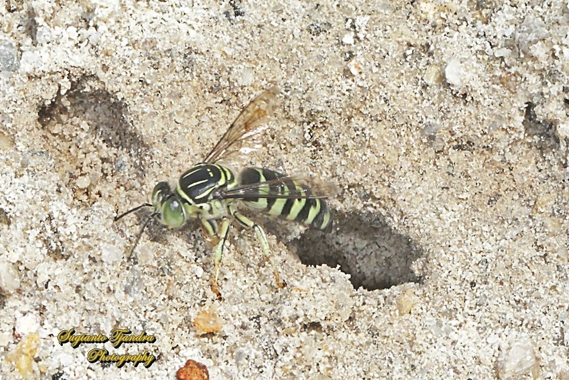 Sand Wasp,  Bembicini, Subfamily Bembicinae  Geotagged,Indonesia,Spring