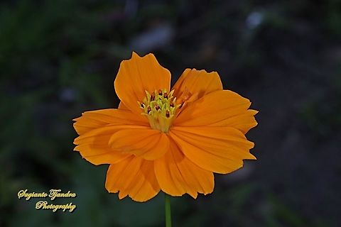 Orange Cosmos Flower (Cosmos sulphureus)  Cosmos sulphureus,Geotagged,Indonesia,Spring,Sulfur Cosmos