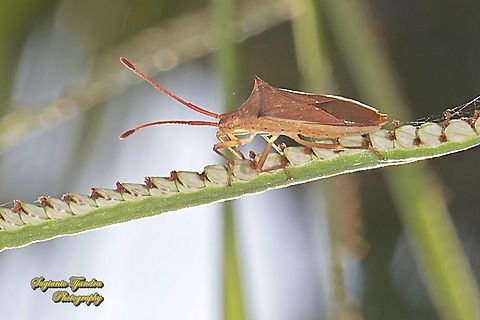 Horned Coreid Bug, Cletus sp., family Coreidae  Geotagged,Indonesia,Spring