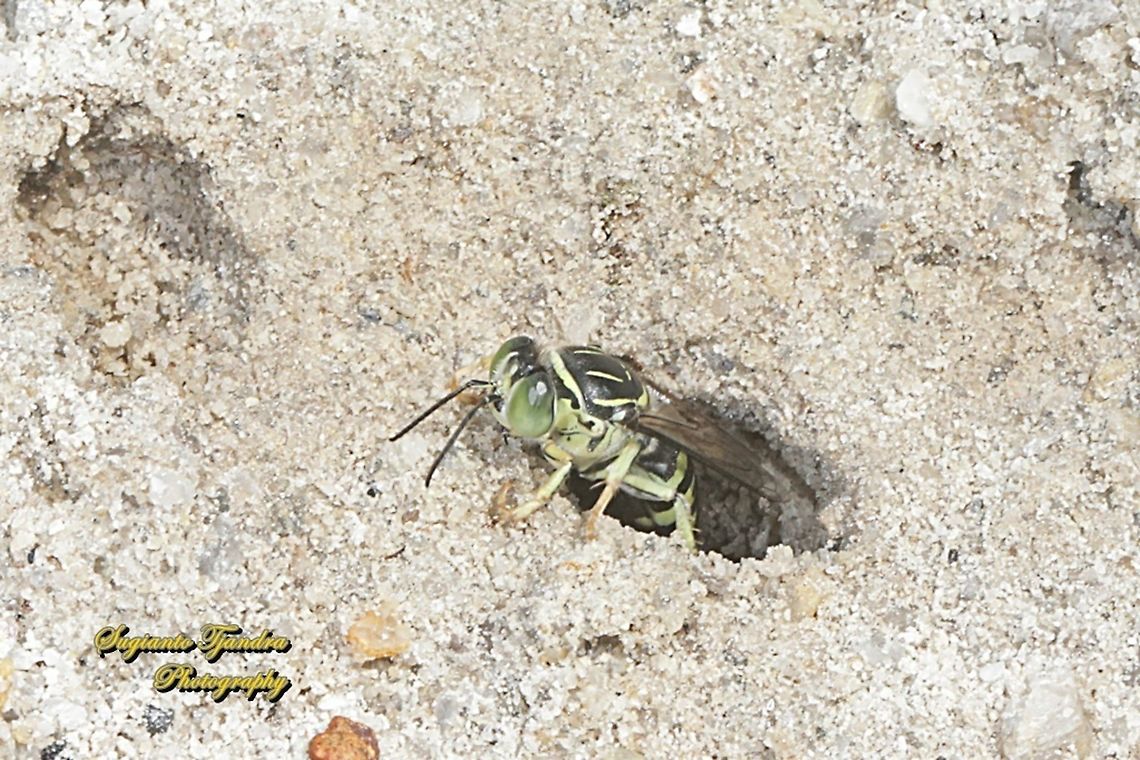 Sand Wasp,  Bembicini, Subfamily Bembicinae  Geotagged,Indonesia,Spring